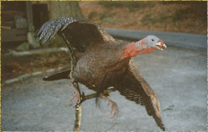 Flying Turkey